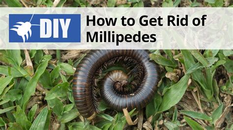 How to get rid of millipedes. Things To Know About How to get rid of millipedes. 